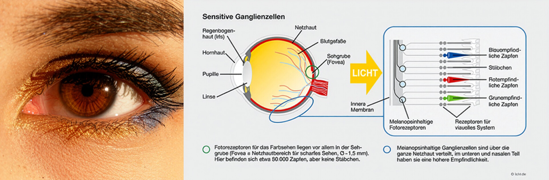 Wissensdatenbank | rund ums Licht | das Licht - was es ist | wie wir es wahrnehmen