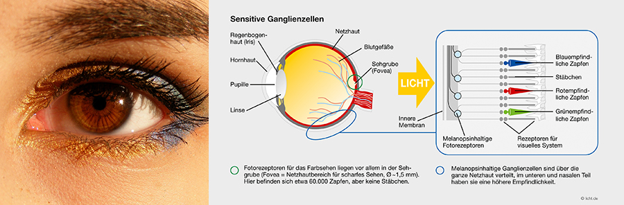 light, origin of light, spectrum, light perception, light effect